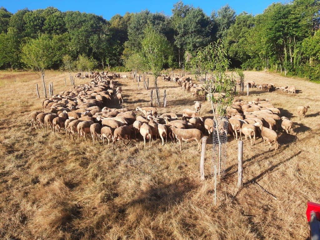 Plantation d'amandiers protégés au milieu d'un troupeau de brebis