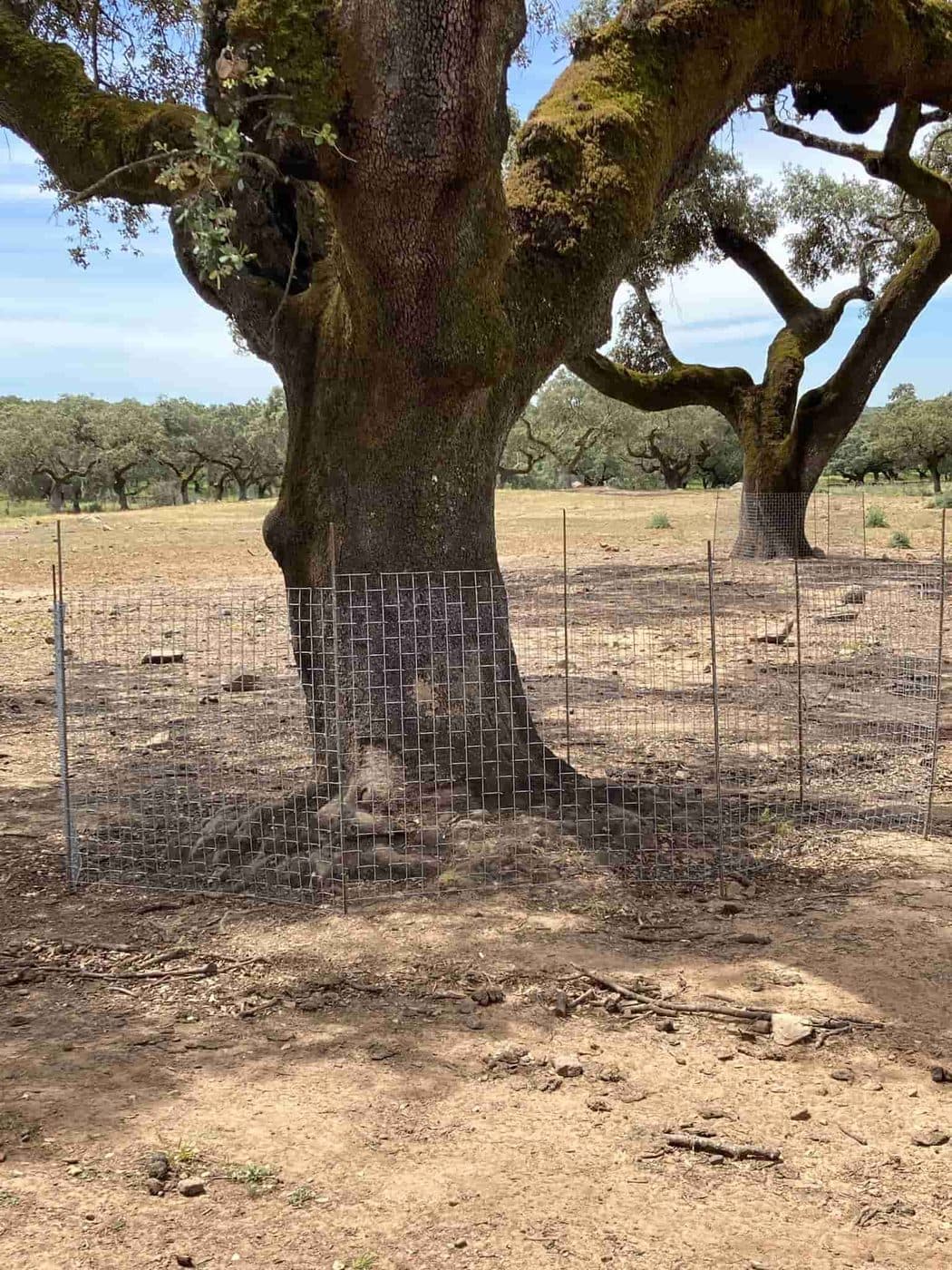 Pata negra et protecteurs