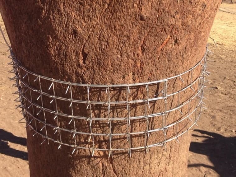 Modèle couronne pour arbre