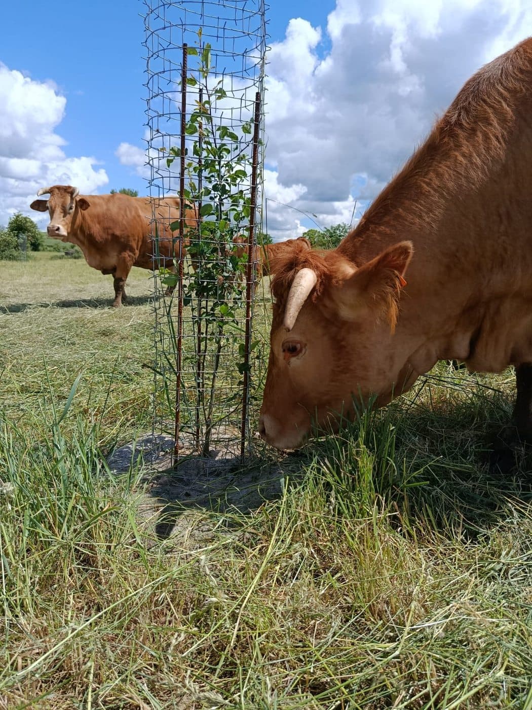 Bovins au pré parmi de jeunes arbres protégés par un Protecteur Cactus